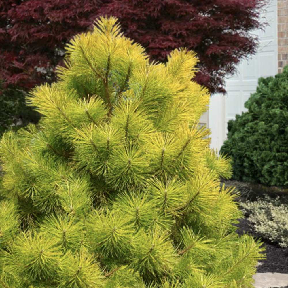 Pin Alb Louie Auriu (Pinus Strobus),, conifer decorativ auriu vara si iarna, crestere rapida, parfum discret, usor de intretinut