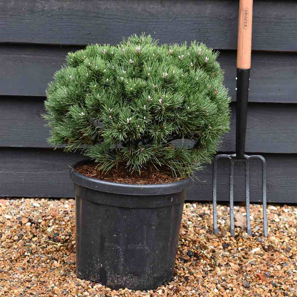 Pin Pitic de Munte elvetian Uncinata Heideperle, compact, forma globulara