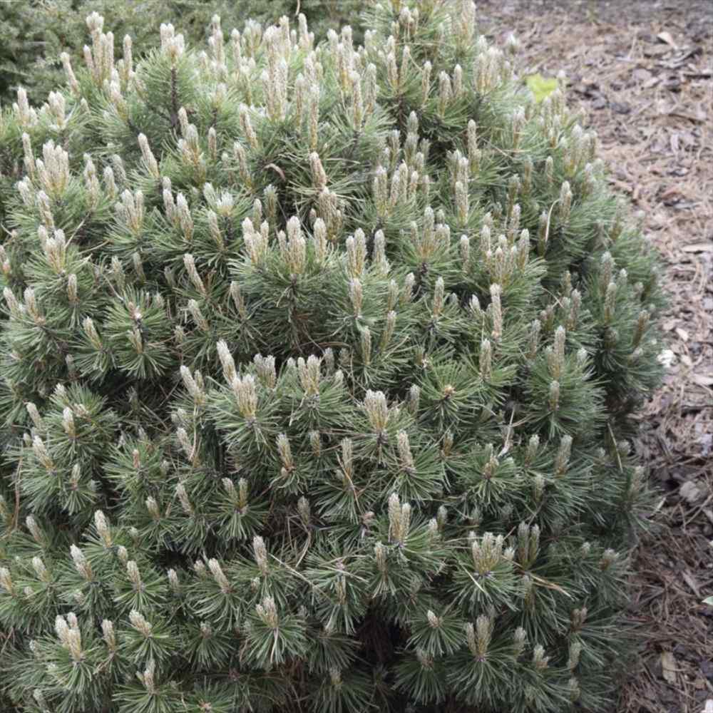 Pin Pitic de Munte elvetian Uncinata Heideperle, compact, forma globulara