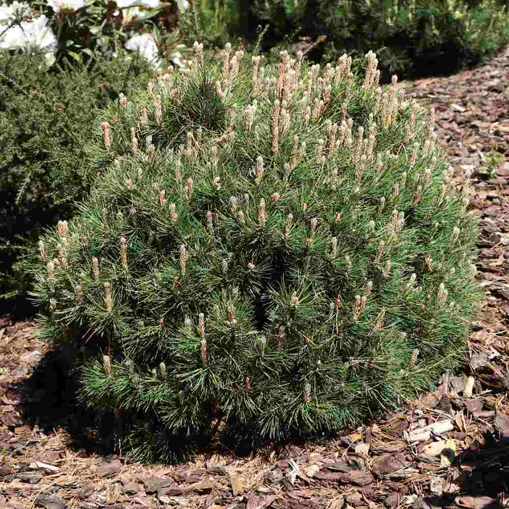 Pin Pitic de Munte elvetian Uncinata Heideperle, compact, forma globulara