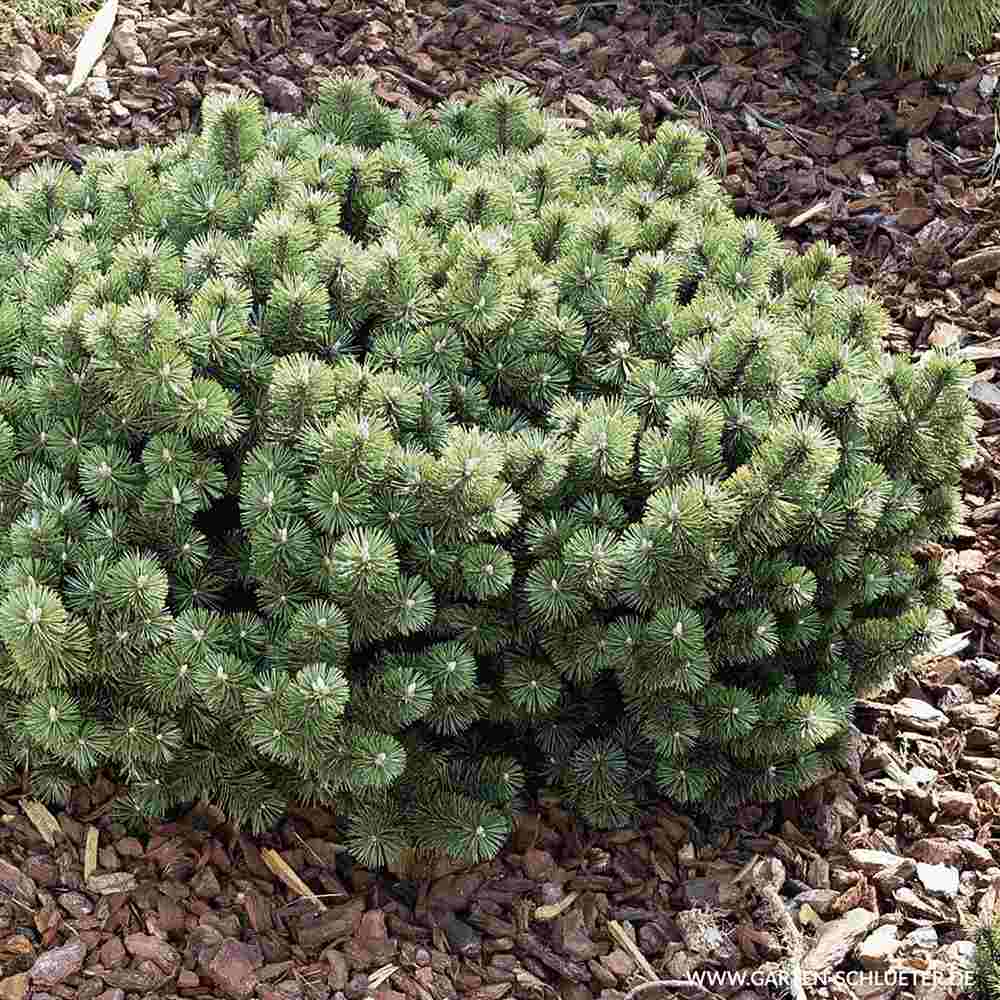 Pin Pitic de Munte elvetian Uncinata Heideperle, compact, forma globulara