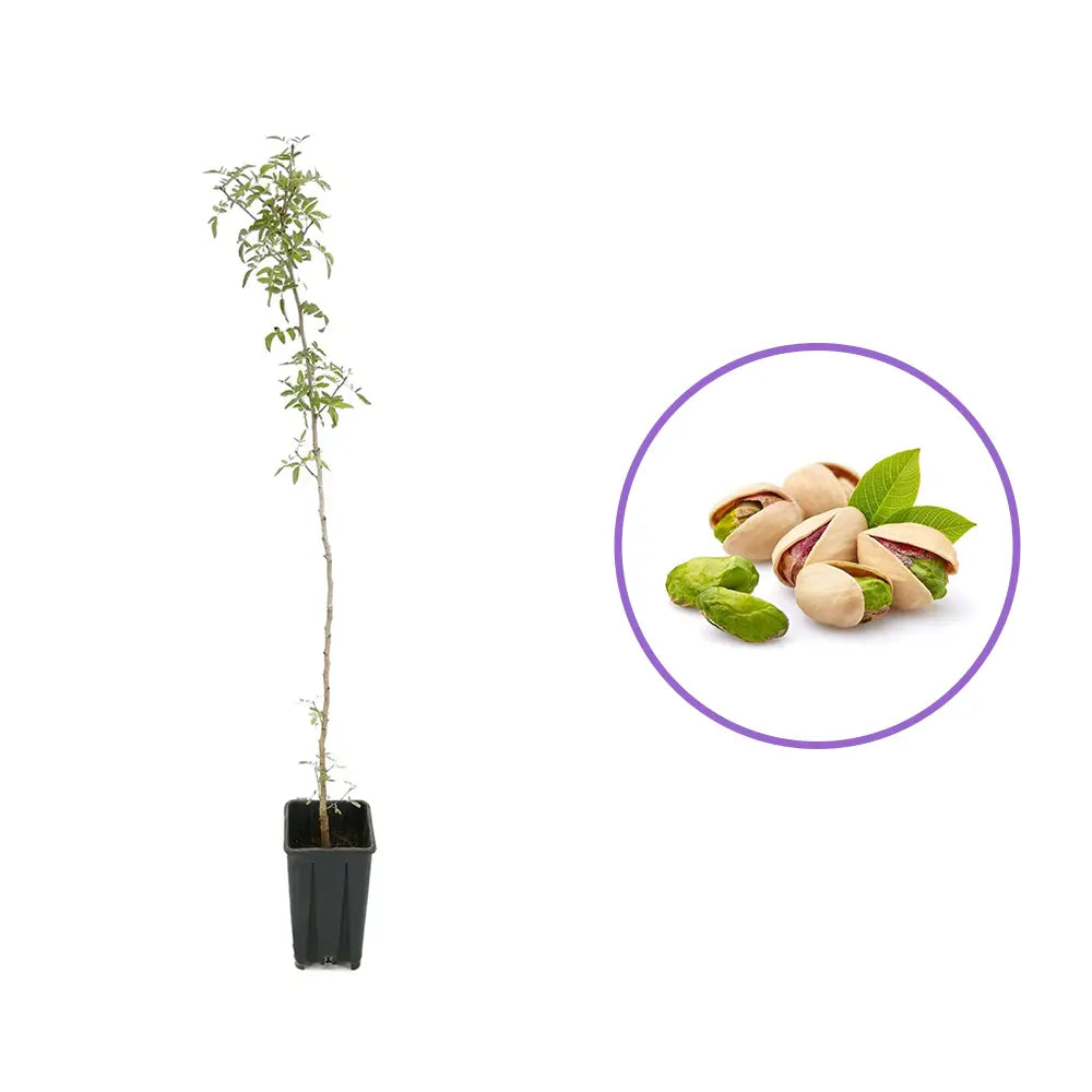 Copacel Fistic (Pistacia Vera), masculin, polenizator pentru fistic, decorativ, ideal pentru clima calda, an 2 pe rod