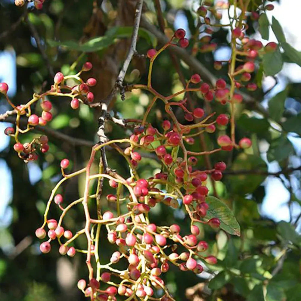 Copacel Fistic (Pistacia Vera), feminina, productiv, fructe comestibile, rezistent, ideal pentru gradini mediteraneene, an 2 pe rod