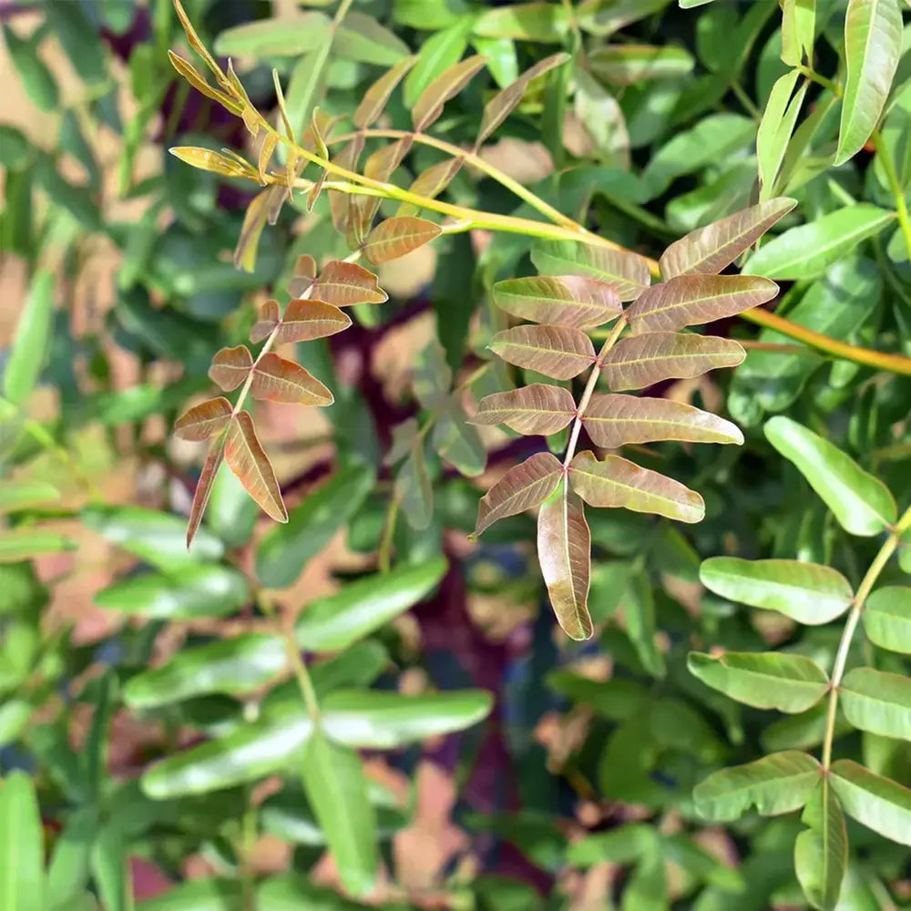 Copacel Fistic (Pistacia Vera), feminina, productiv, fructe comestibile, rezistent, ideal pentru gradini mediteraneene, an 2 pe rod