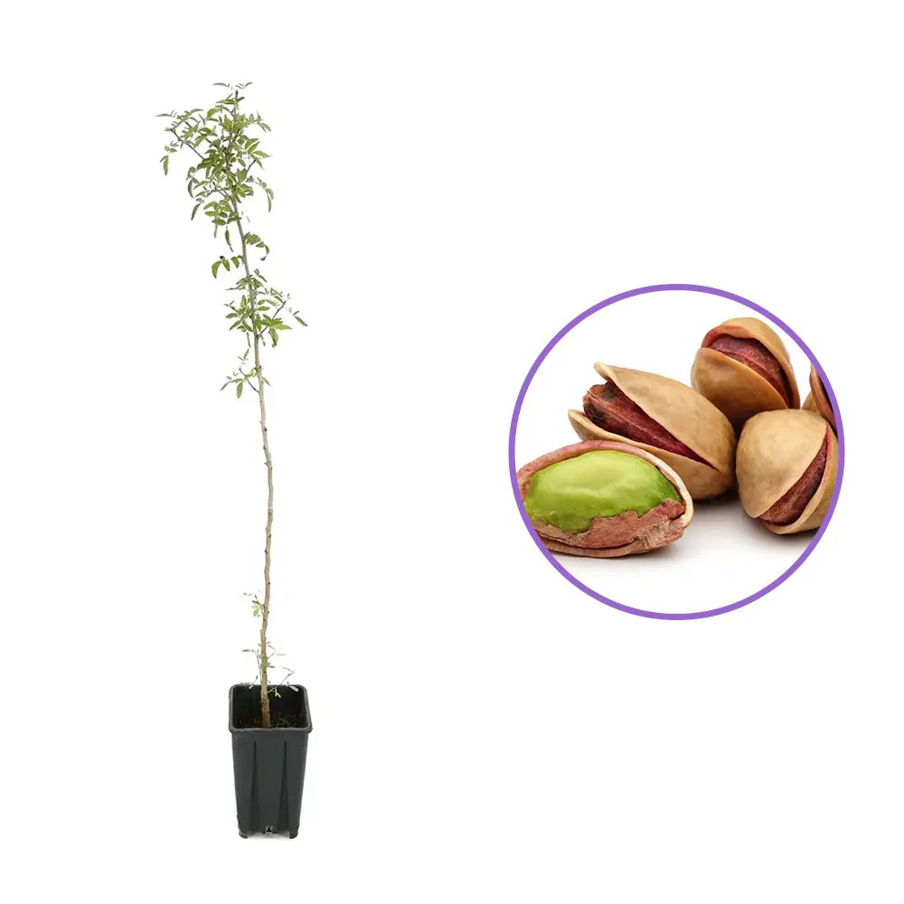 Copacel Fistic (Pistacia Vera), feminina, productiv, fructe comestibile, rezistent, ideal pentru gradini mediteraneene, an 2 pe rod