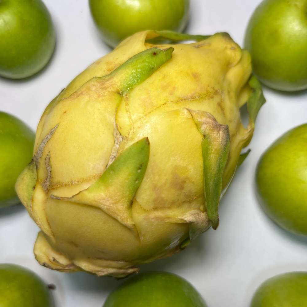 Fructul Pitaya galbena (Selenicereus megalanthus), cactus exotic cu fructe galbene foarte dulci, pulpa alba