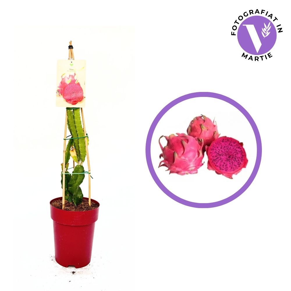 Fructul Pitaya rosie (Hylocereus hybridum) cactus exotic cu fructe dulci racoritor, aroma kiwi si para, pupla roz si flori parfumate