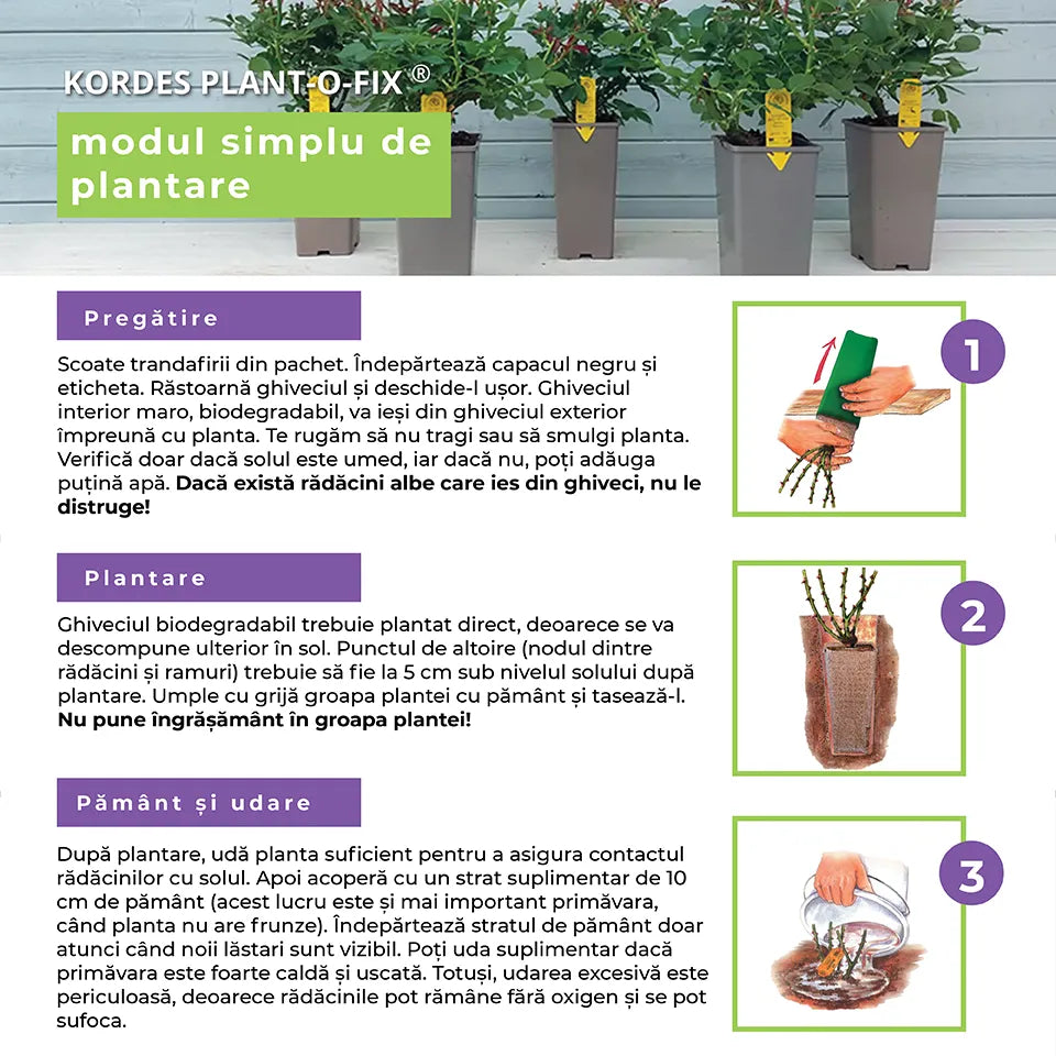 Trandafir tarator rosu ciresiu BluetenRhein, cu inflorire repetata