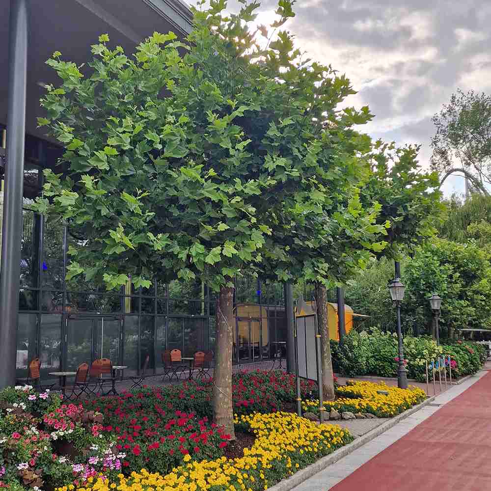 Platan Englezesc (Platanus acerifolia occidentalis), arbore ornamental de umbra, rezistent poluare, frunze mari palmate, ideal pentru aliniamente