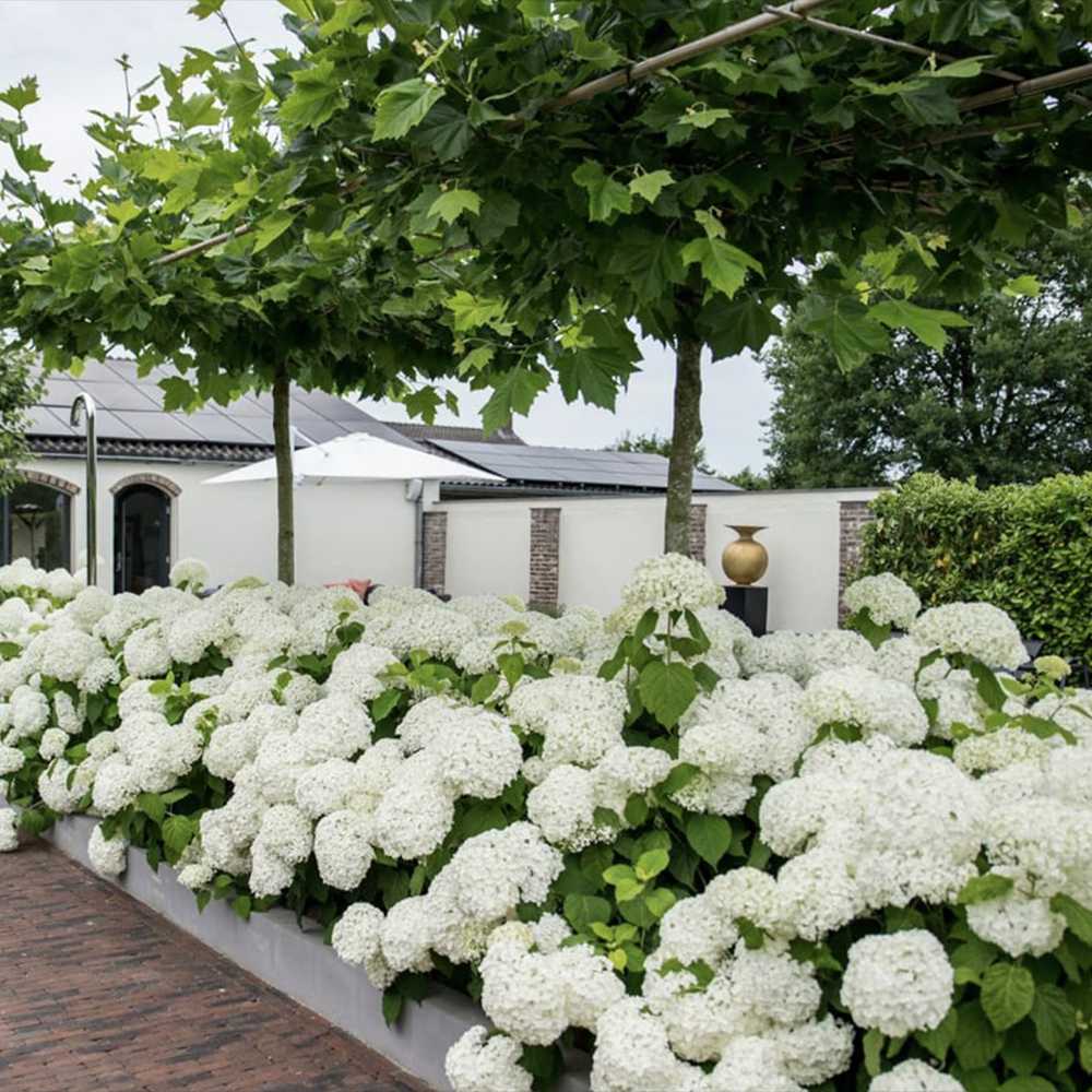 Platan Englezesc dirijat in forma de spalier orizontal (tip acoperis), copac umbros decorativ cu coroana plata, ideal pentru alei si pergole