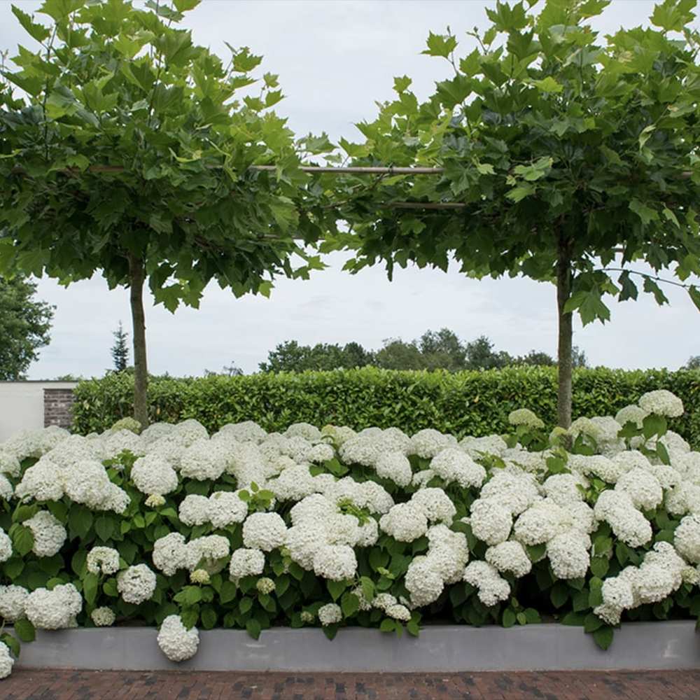 Platan Englezesc dirijat in forma de spalier orizontal (tip acoperis), copac umbros decorativ cu coroana plata, ideal pentru alei si pergole