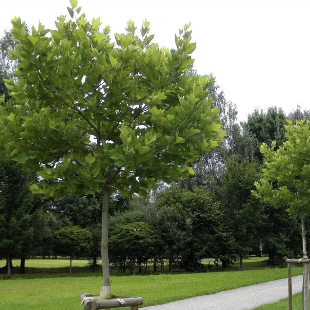 Platan Globular Hispanica Alphens Globe, coroana globulara si densa, punct focal, copac perfect de umbra