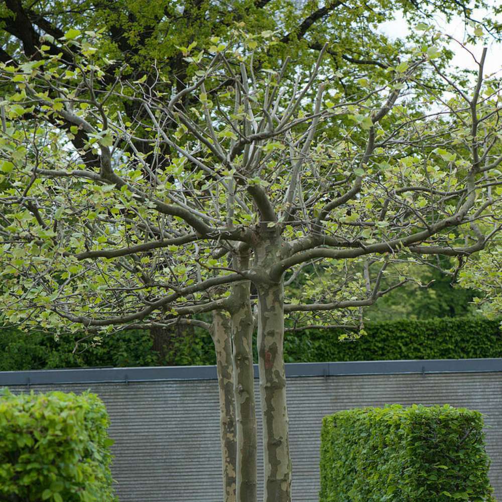 Platan Englezesc dirijat in forma de spalier orizontal (tip acoperis), copac umbros decorativ cu coroana plata, ideal pentru alei si pergole