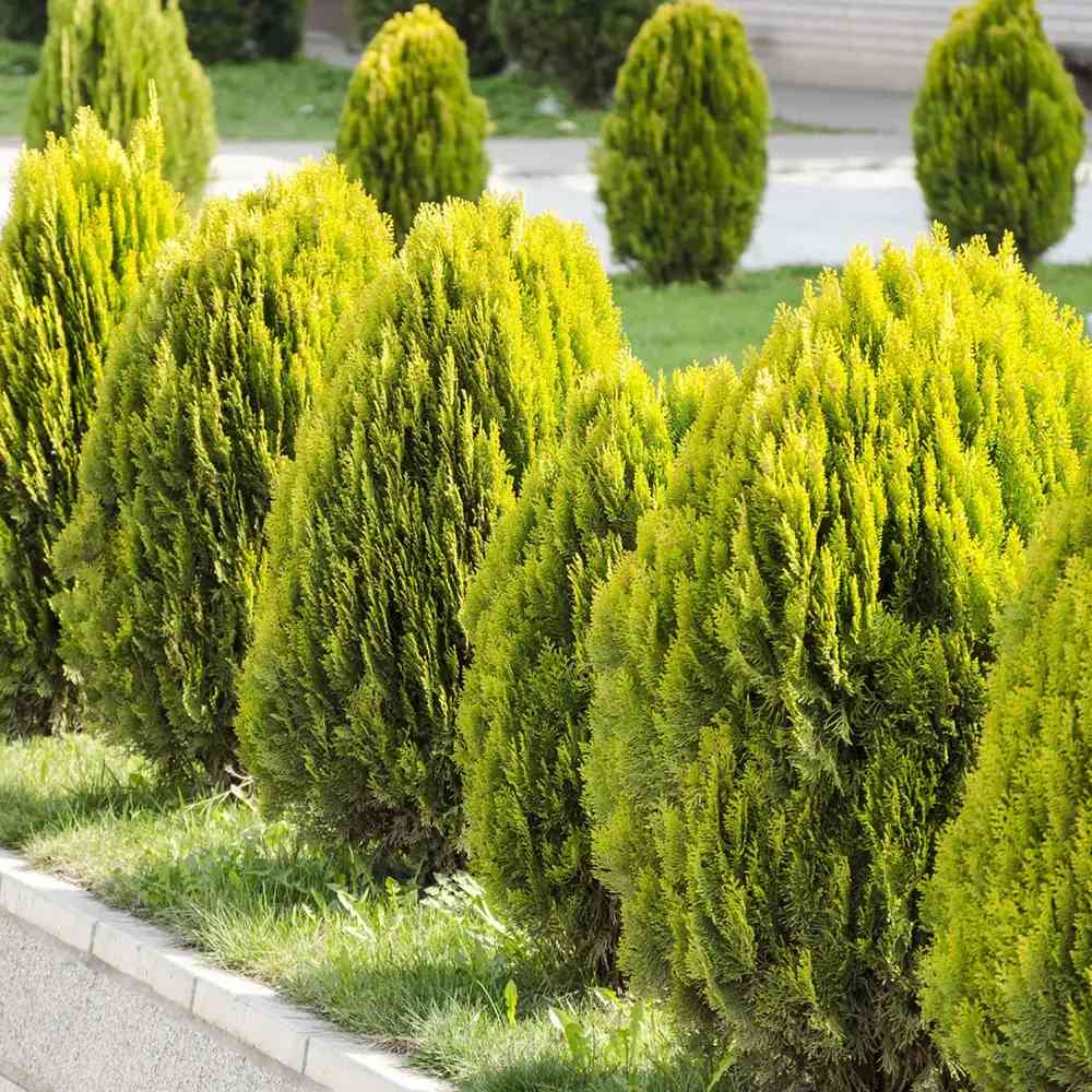 Tuia pitica auriu Aurea Nana (Arborele Vietii), tuia galbena- auriu, decorativ gradina