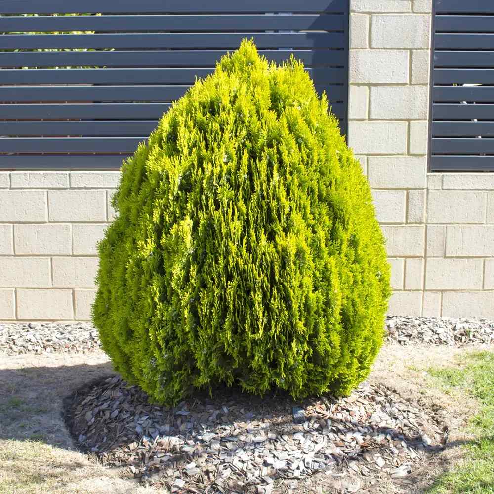 Tuia pitica auriu Aurea Nana (Arborele Vietii), tuia galbena- auriu, decorativ gradina