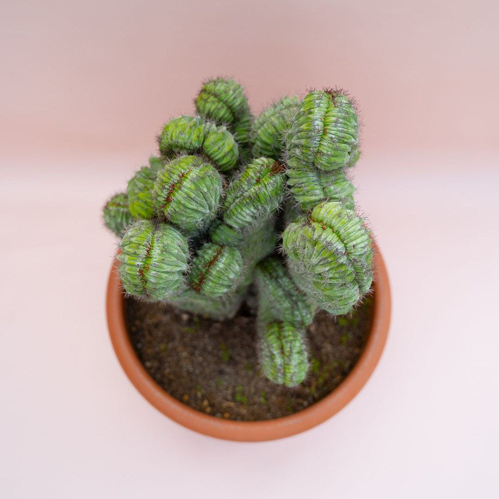 Cactus Polaskia chichipe, 40 cm, cactus crestat albastru-verzui, rar de colectie, planta exotica decorativa de interior