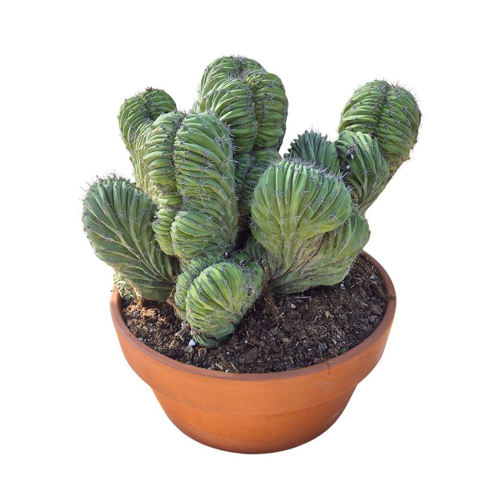Cactus Polaskia chichipe, 40 cm, cactus crestat albastru-verzui, rar de colectie, planta exotica decorativa de interior