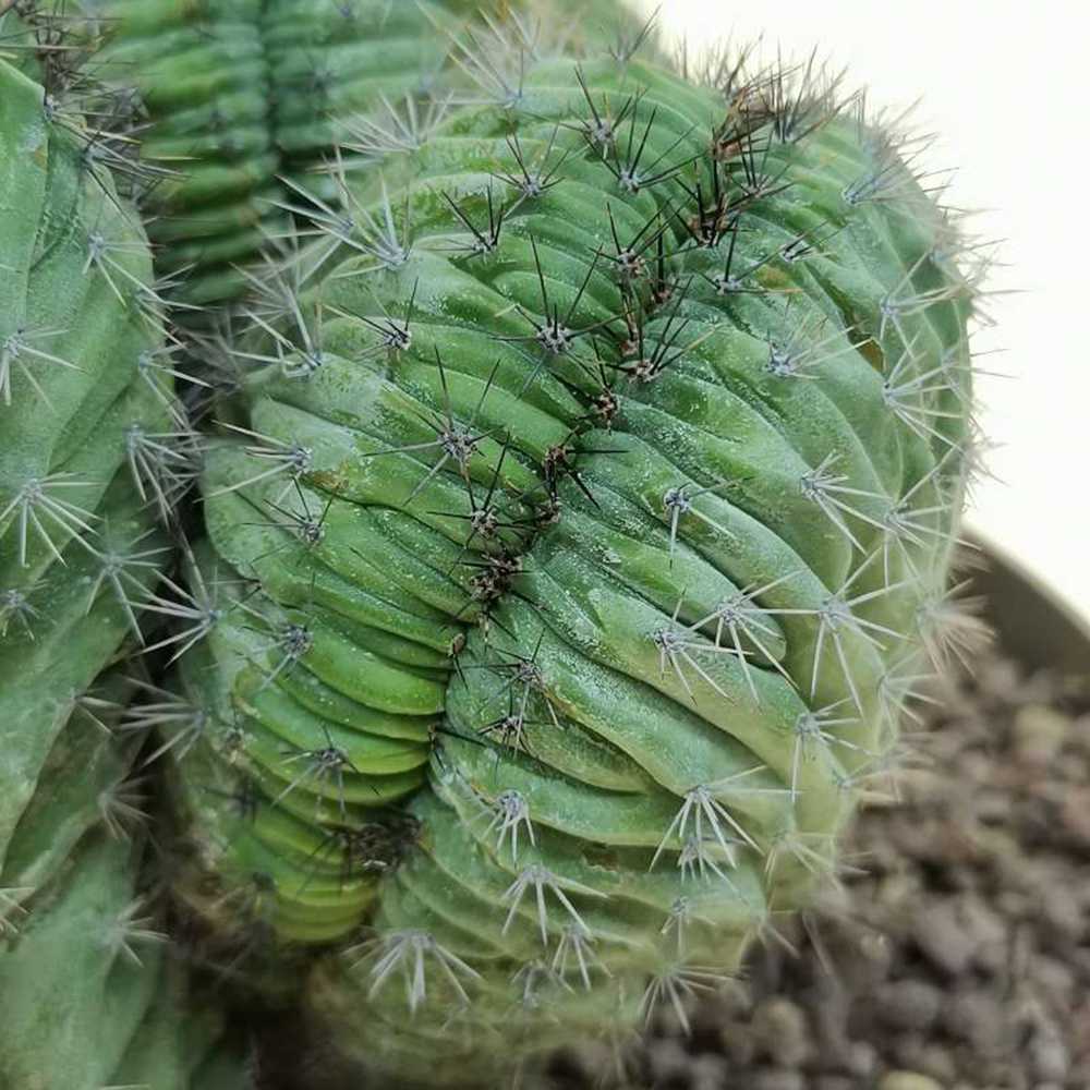 Cactus Polaskia chichipe, 40 cm, cactus crestat albastru-verzui, rar de colectie, planta exotica decorativa de interior