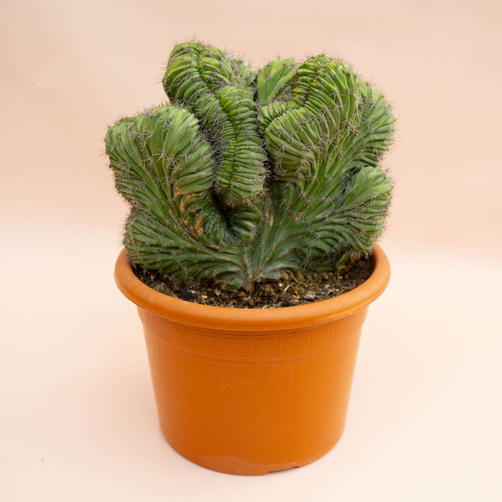 Cactus Polaskia chichipe, 40 cm, cactus crestat albastru-verzui, rar de colectie, planta exotica decorativa de interior