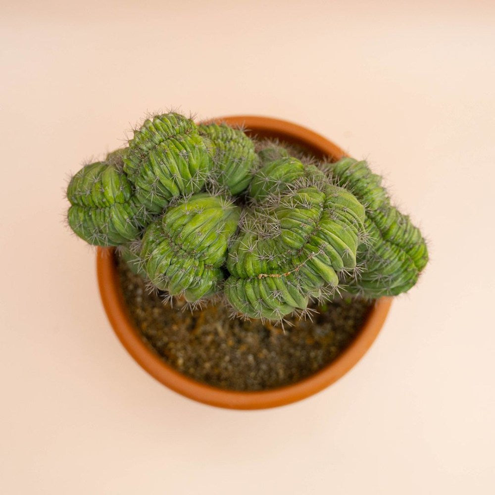 Cactus Polaskia chichipe, 40 cm, cactus crestat albastru-verzui, rar de colectie, planta exotica decorativa de interior