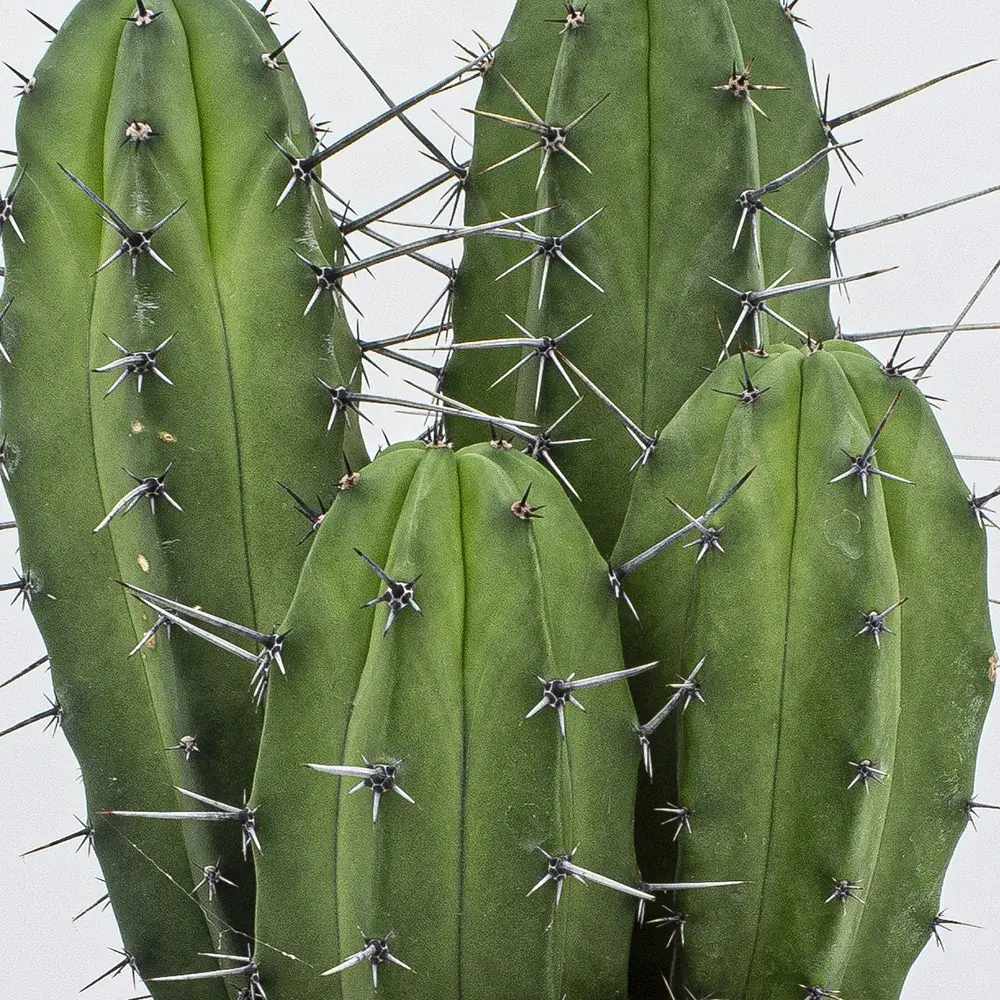 Cactus Columnar Polaskia chula, exotic, cu silueta sculpturala, perfect pentru interior