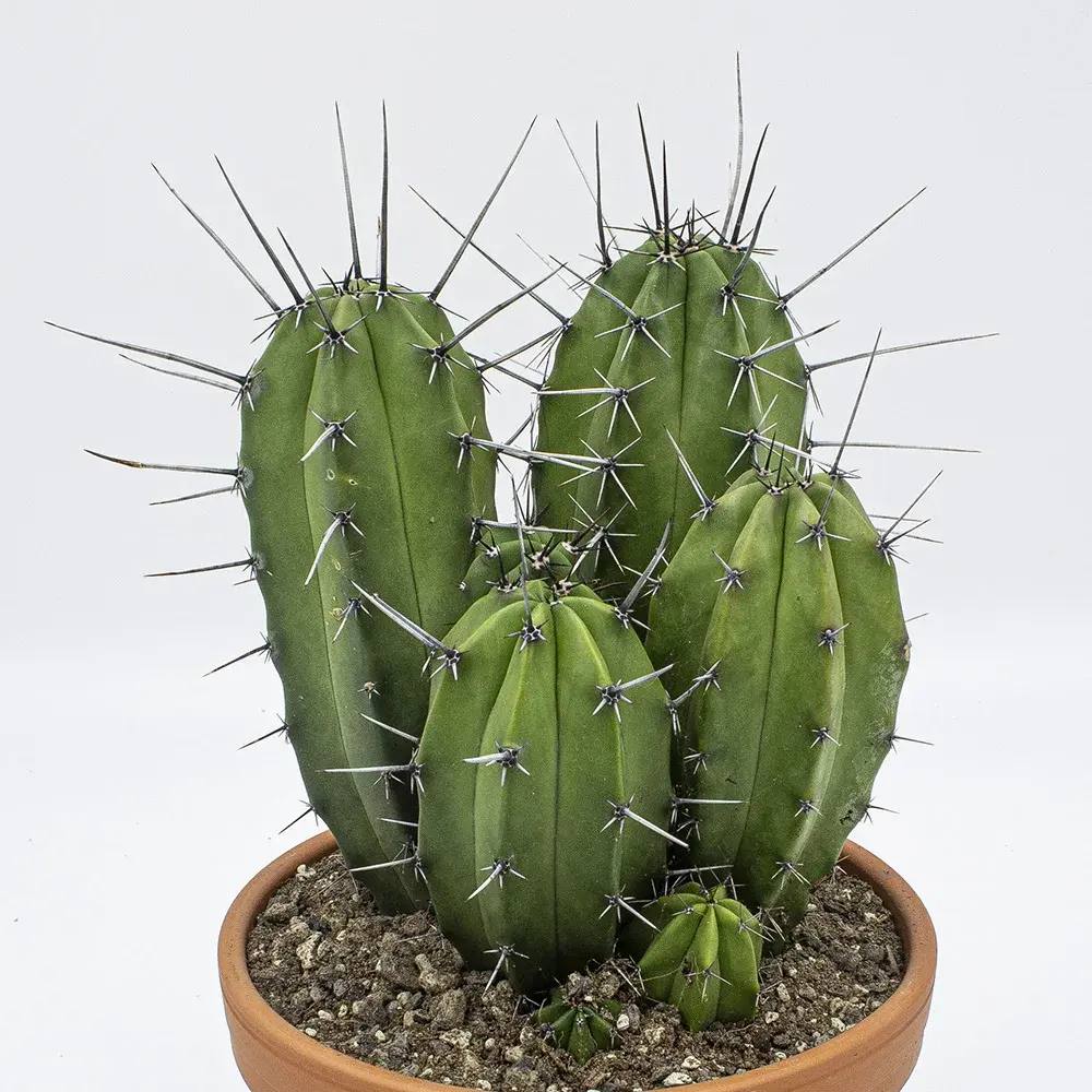 Cactus Columnar Polaskia chula, exotic, cu silueta sculpturala, perfect pentru interior