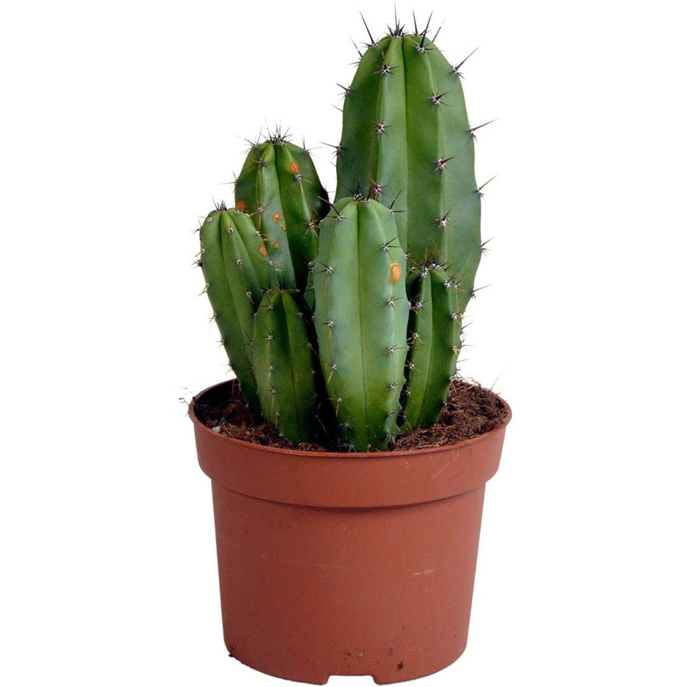 Cactus Columnar Polaskia chula, exotic, cu silueta sculpturala, perfect pentru interior