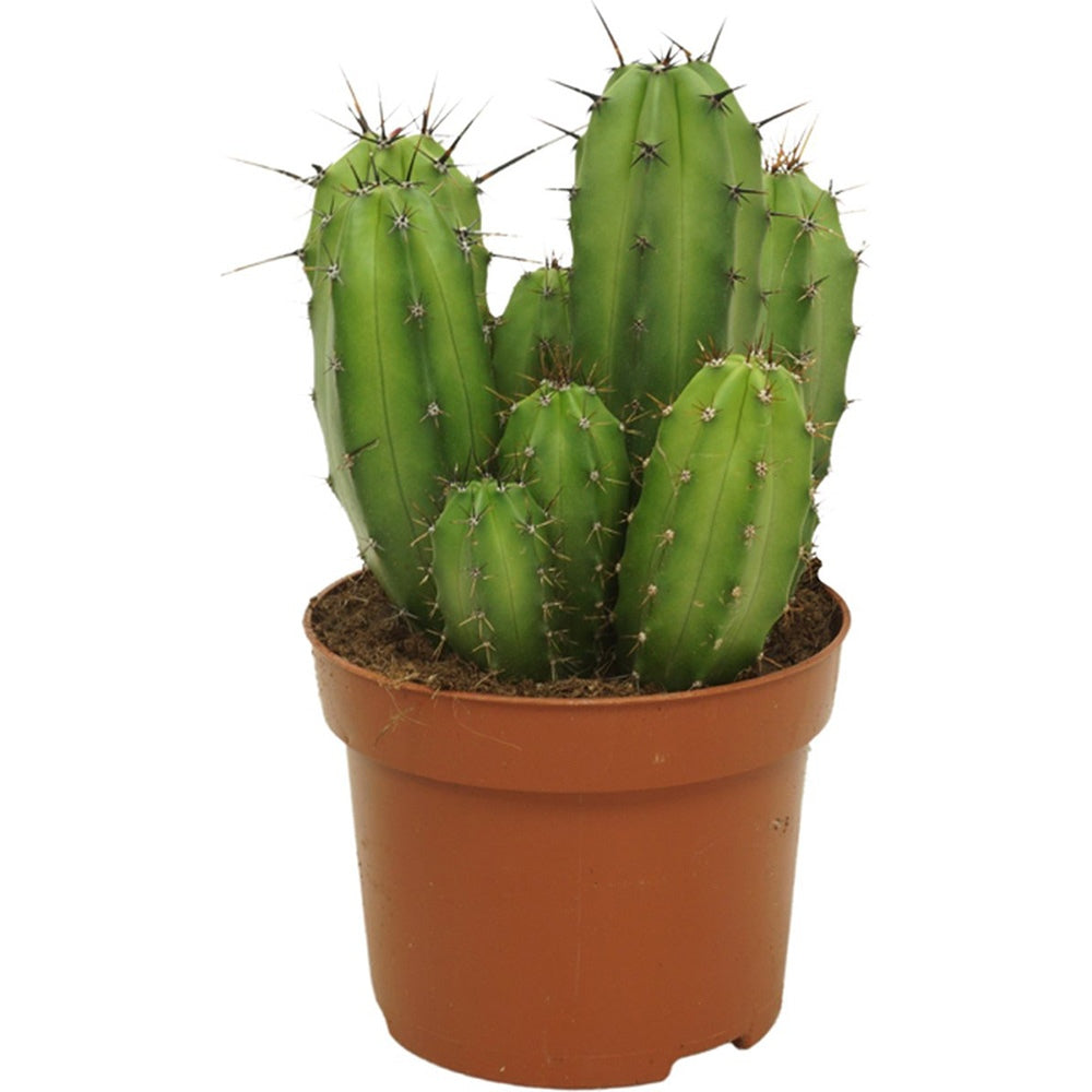 Cactus Columnar Polaskia chula, exotic, cu silueta sculpturala, perfect pentru interior