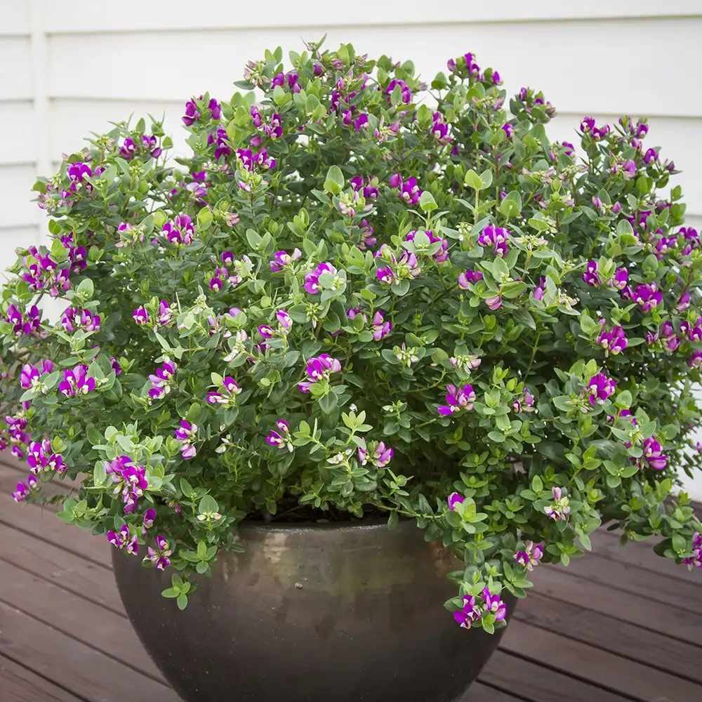 Polygala myrtifolia Bibi Pink, arbust decorativ cu flori roz parfumate