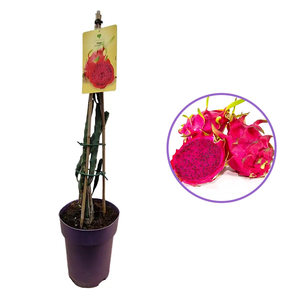 Fructul Dragonului Rosu (Hylocereus undatus), cu fructe exotice rosii si aromate