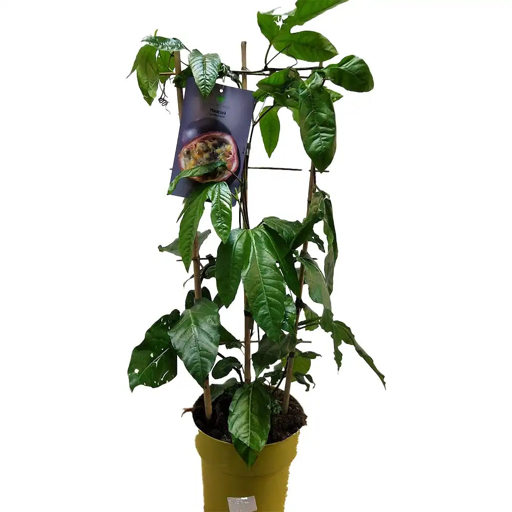 Maracuja, Fructul Passiuni (Passiflora edulis), floarea pasiunii cu fructe exotice mov si aromate