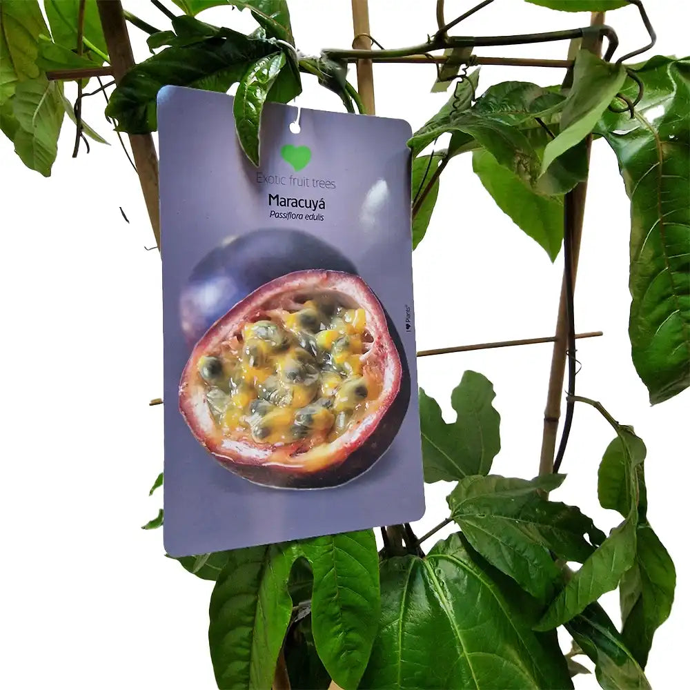 Maracuja, Fructul Passiuni (Passiflora edulis), floarea pasiunii cu fructe exotice mov si aromate