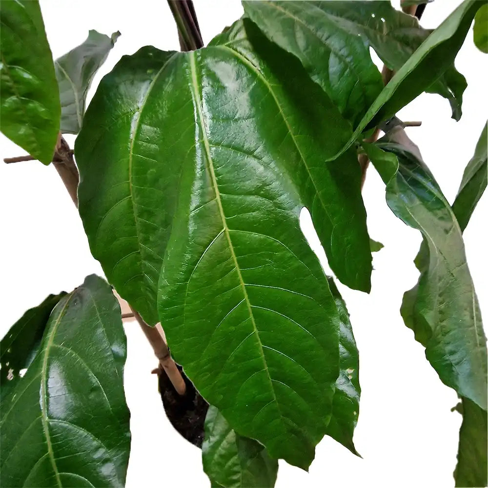 Maracuja, Fructul Passiuni (Passiflora edulis), floarea pasiunii cu fructe exotice mov si aromate