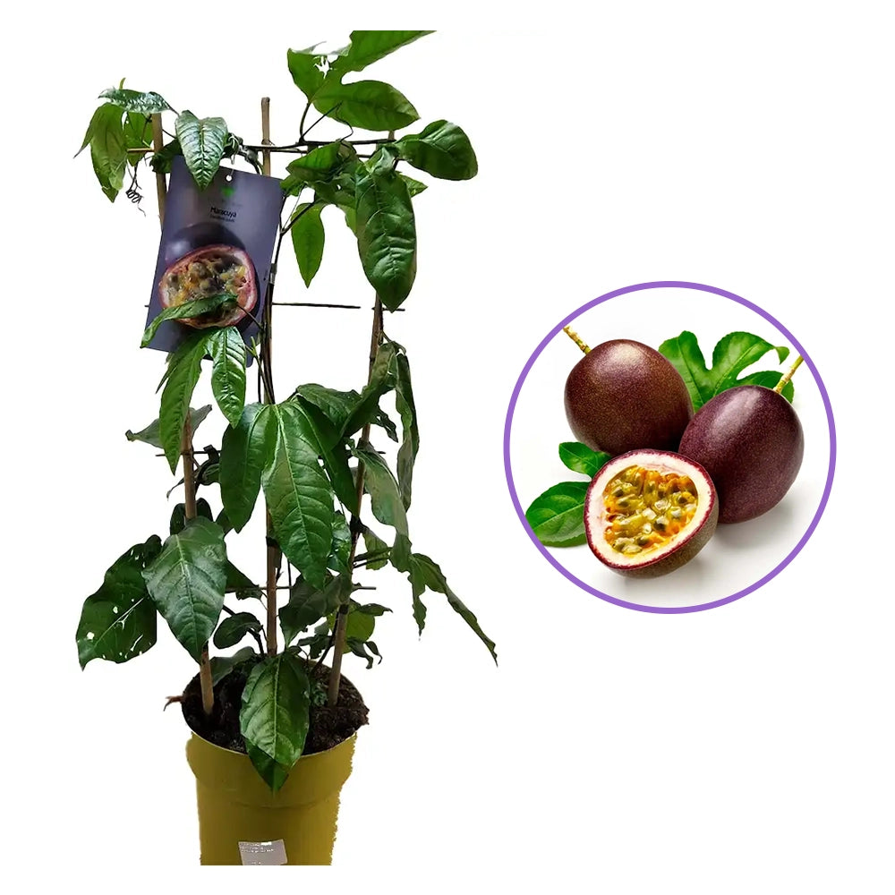 Maracuja, Fructul Passiuni (Passiflora edulis), floarea pasiunii cu fructe exotice mov si aromate