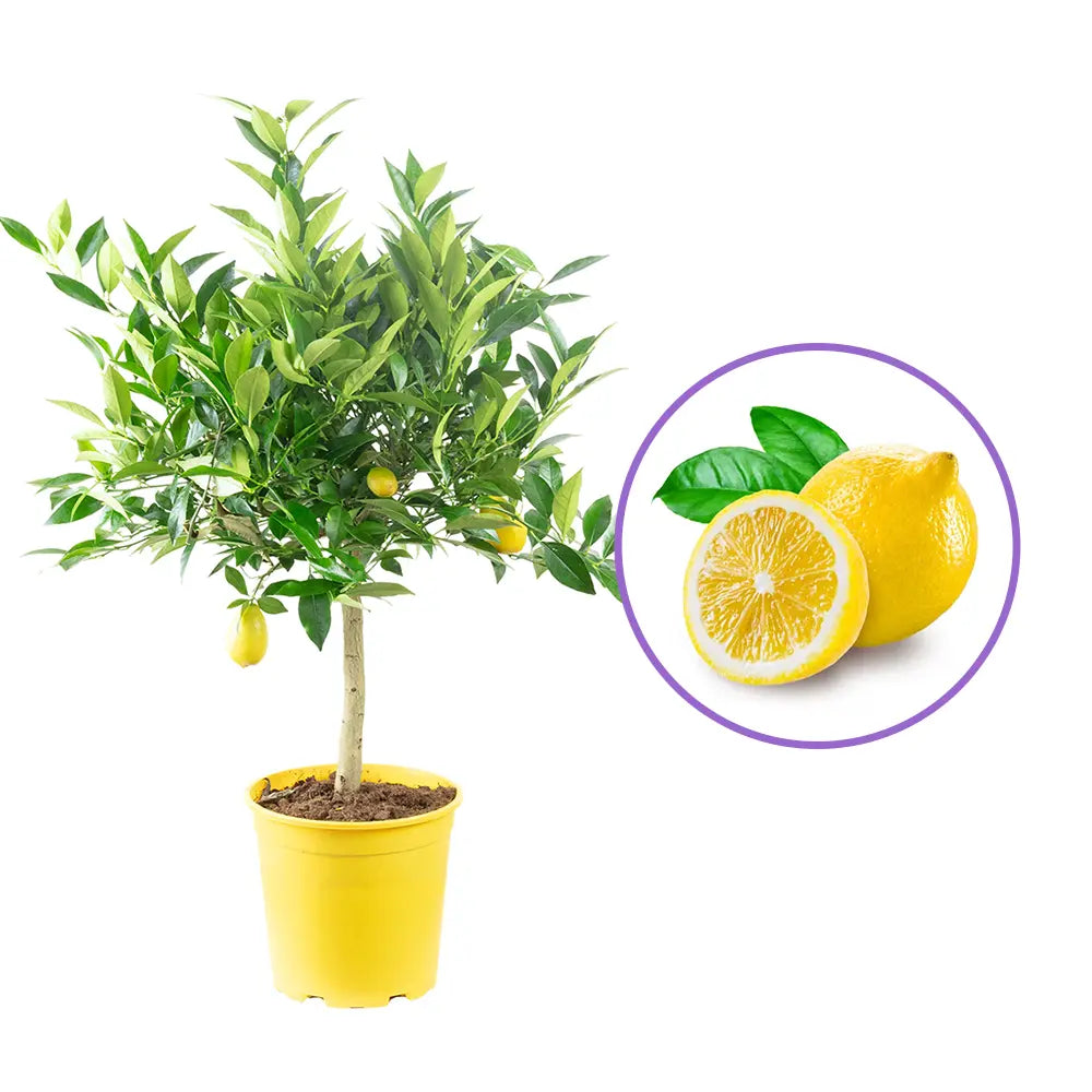 Pom Lamai (Citrus Limon), 95 cm, fructifer decorativ, autofertil, fructe galbene, parfumate, 3 ani pe rod