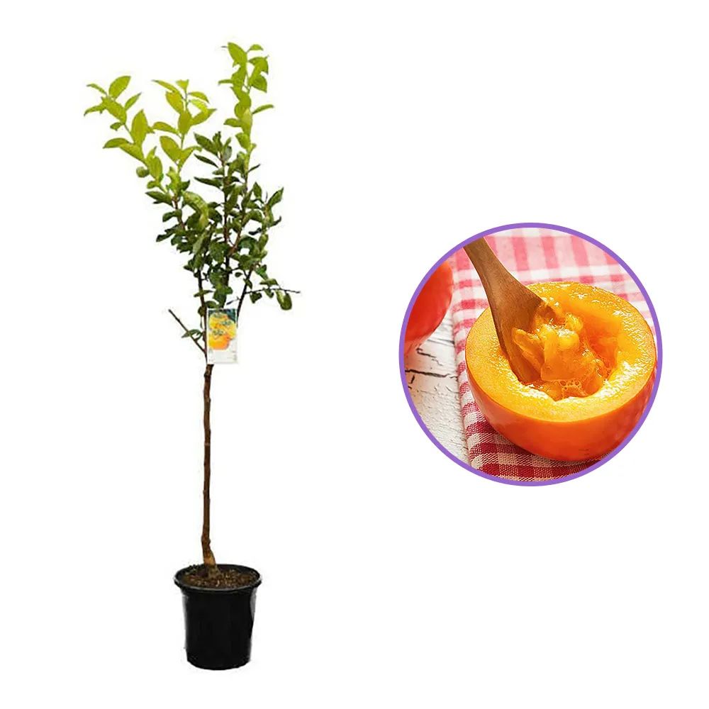 Pom Kaki, Curmal Japonez (Diospyros kaki) - 200-250 cm, an 5 pe rod