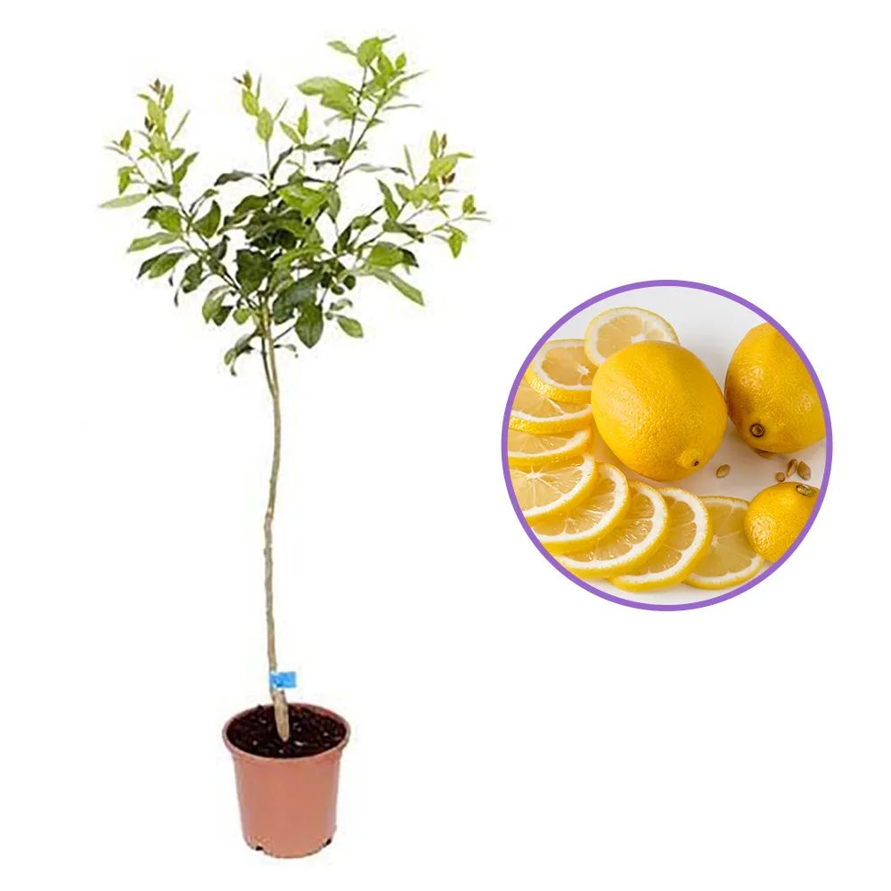 Pom Lamai (Citrus Limon), fructifer decorativ, autofertil, fructe galbene, parfumate - 120 cm, an 4 pe rod
