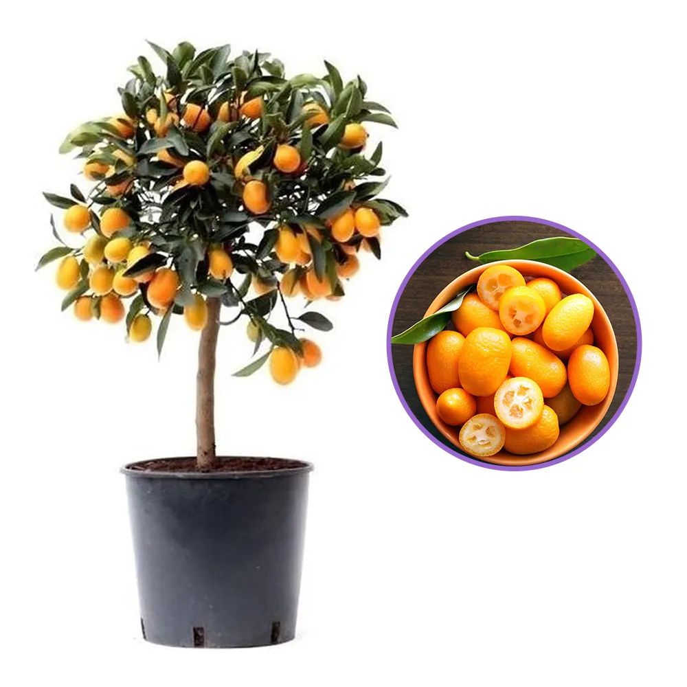 Pom Portocal Margarita Kumquat - 60 cm, cu fructe dulci la exterior si acrisoare la interior, an 2 pe rod