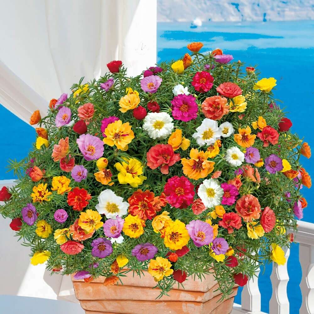 Floarea de piatra (Portucala Grandiflora), mix 4 culori in ghiveci, flori rosii, galbene, roz si portocalii, planta decorativa de vara