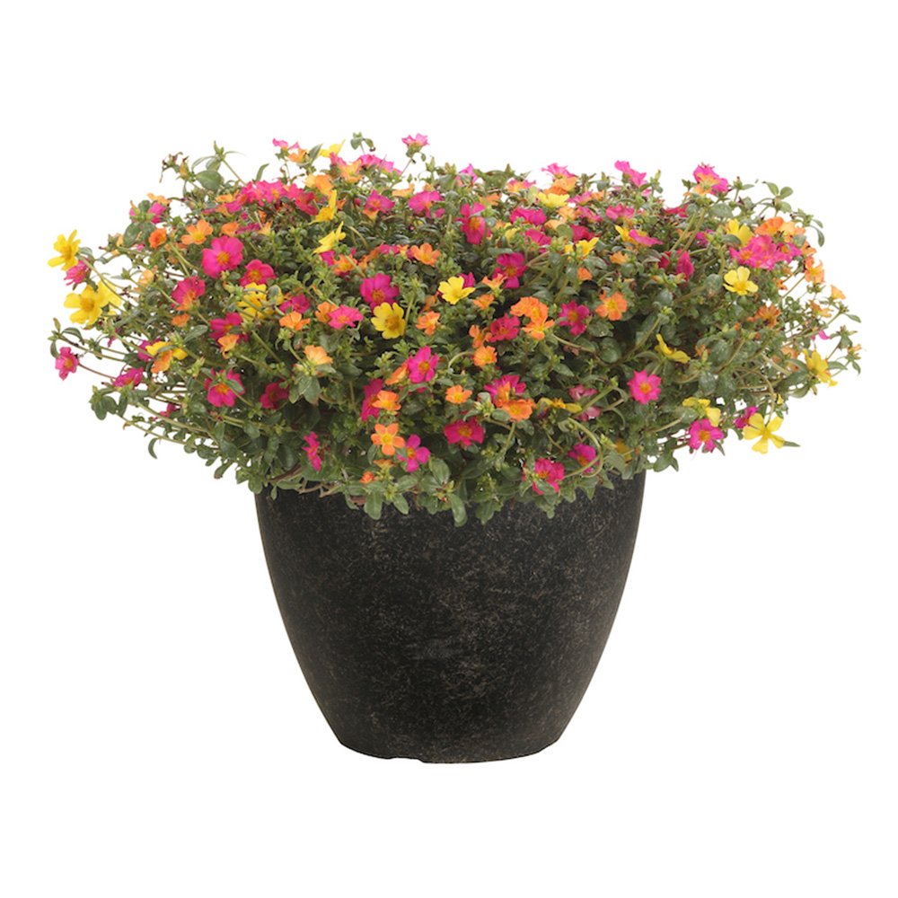 Floarea de piatra (Portucala Grandiflora), mix 4 culori in ghiveci, flori rosii, galbene, roz si portocalii, planta decorativa de vara