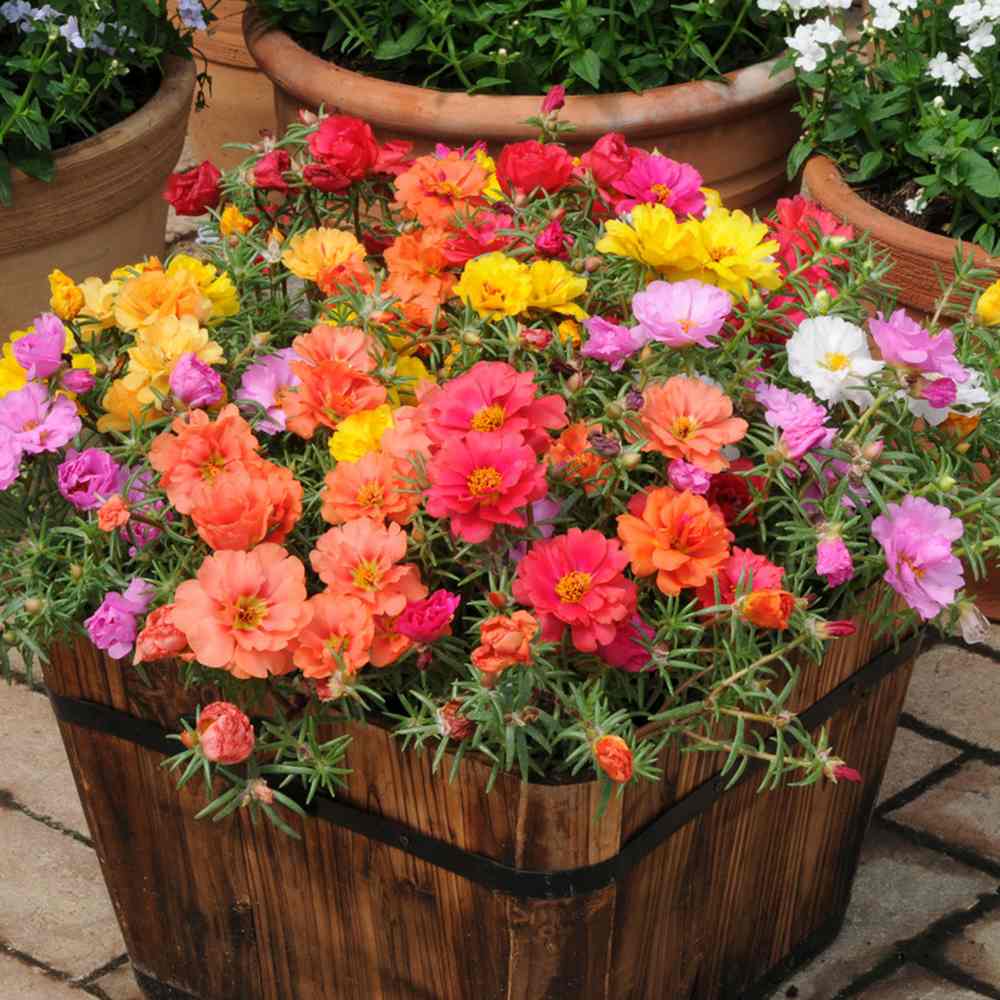 Floarea de piatra (Portucala Grandiflora), mix 4 culori in ghiveci, flori rosii, galbene, roz si portocalii, planta decorativa de vara
