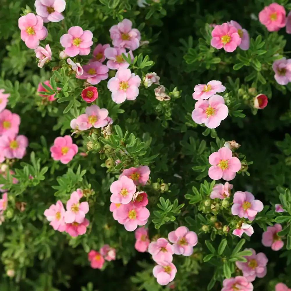 Coada Racului (Potentilla) Pink Paradise, arbust decorativ pitic cu flori roz, inflorire lunga, rezistenta la seceta