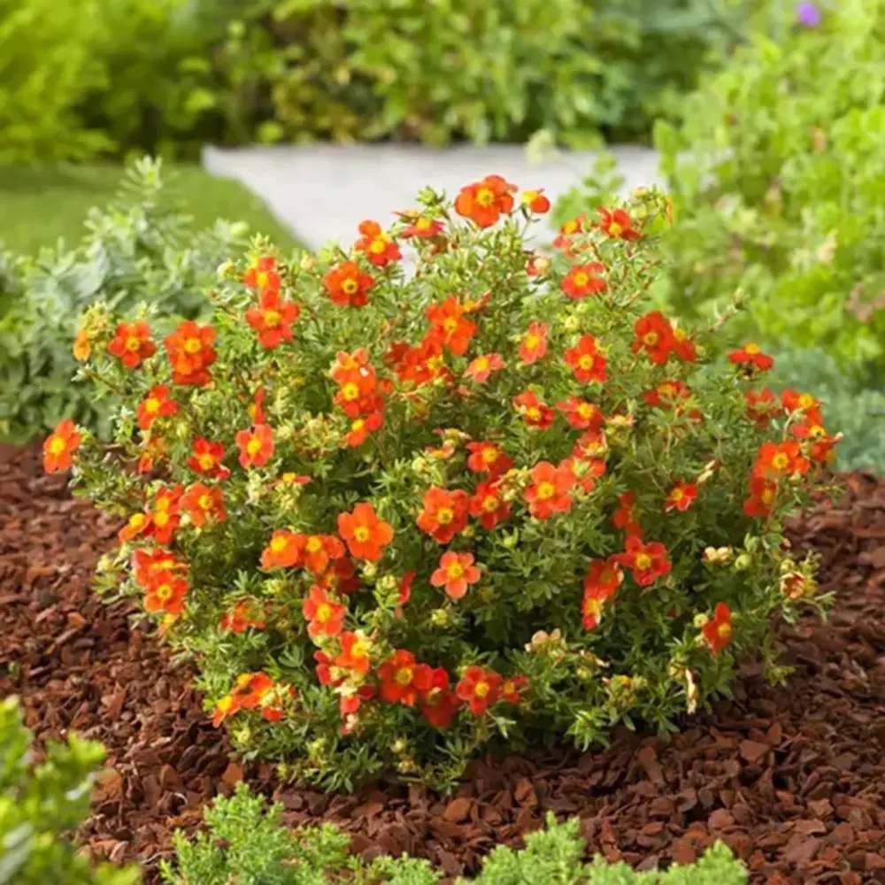 Coada Racului (Potentilla) Red Joker, arbust decorativ cu flori rosii aprinse, inflorire lunga, rezistent la frig