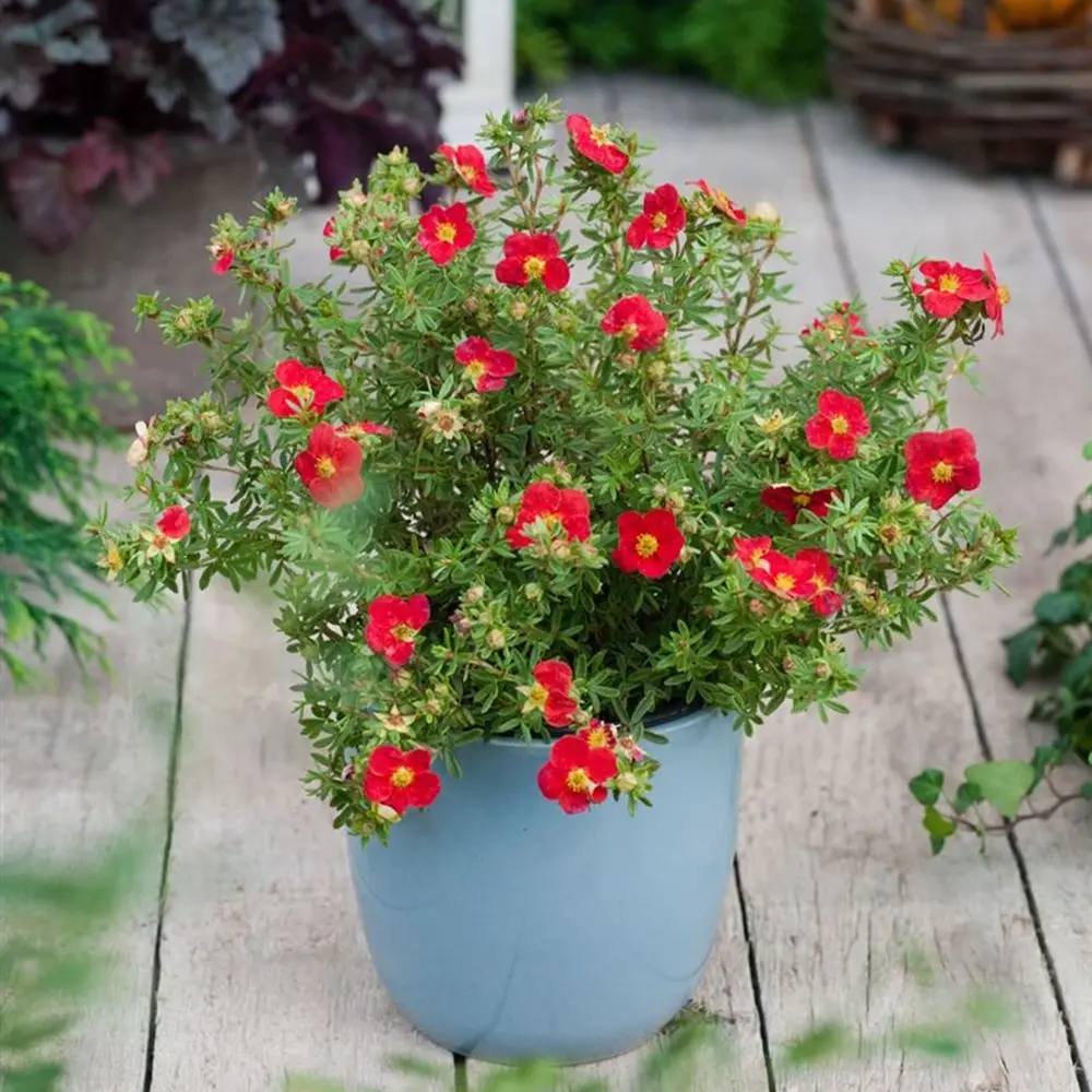 Coada Racului (Potentilla) Red Joker, arbust decorativ cu flori rosii aprinse, inflorire lunga, rezistent la frig