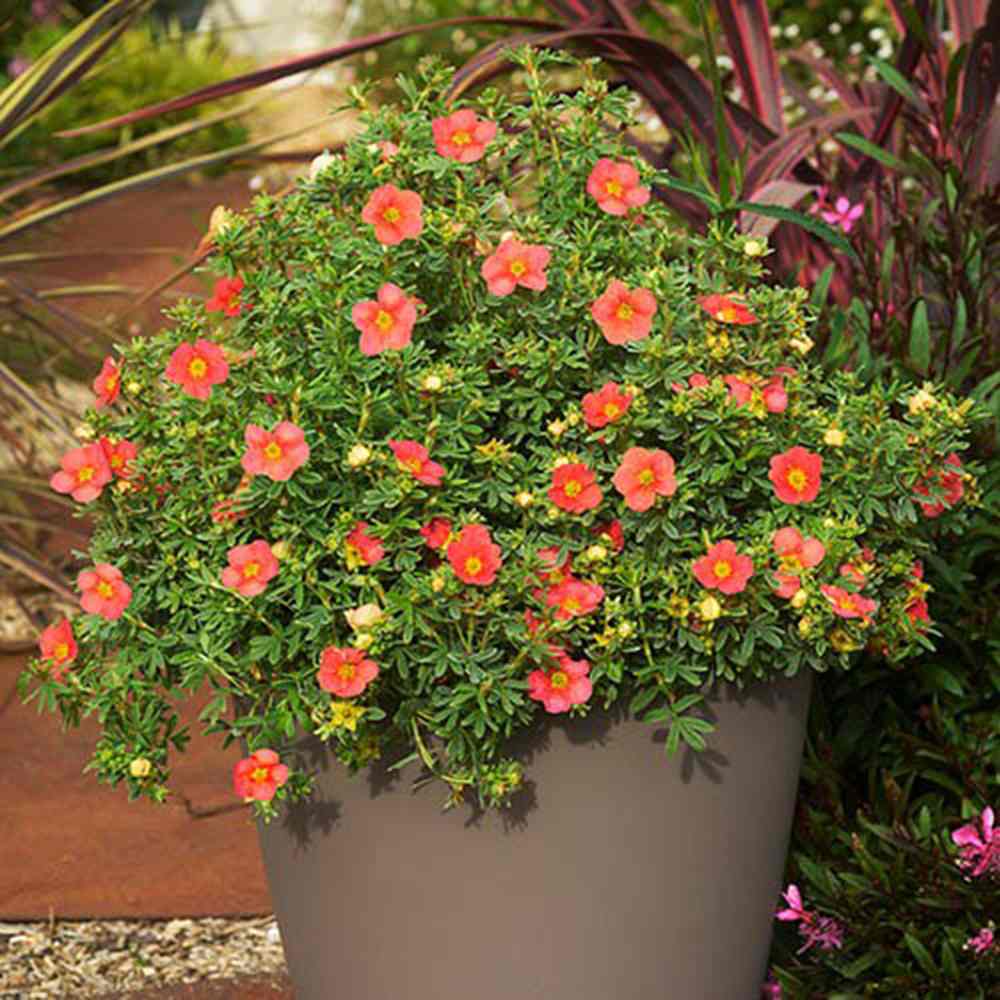 Coada Racului (Potentilla) Red Joker, arbust decorativ cu flori rosii aprinse, inflorire lunga, rezistent la frig