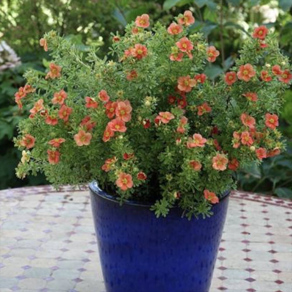 Coada Racului (Potentilla) Red Joker, arbust decorativ cu flori rosii aprinse, inflorire lunga, rezistent la frig