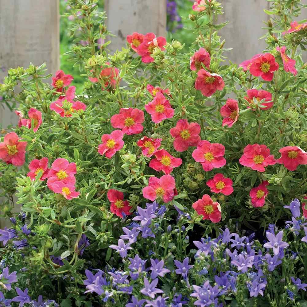 Coada Racului (Potentilla) Red Joker, arbust decorativ cu flori rosii aprinse, inflorire lunga, rezistent la frig