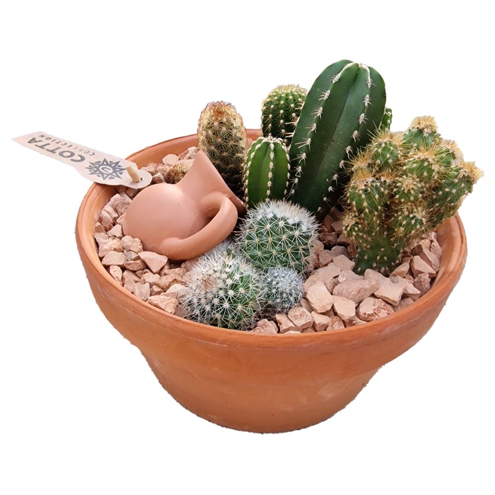 Aranjament Cactusi Terracotta, decor exotic de interior, cadou corporate sau cadou pentru cei dragi