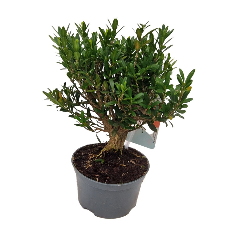 Aranjament Bonsai cu Buxus Sempervirens (Cimisir), bonsai vesnic verde decorativ, elegant, pentru terasa si gradina