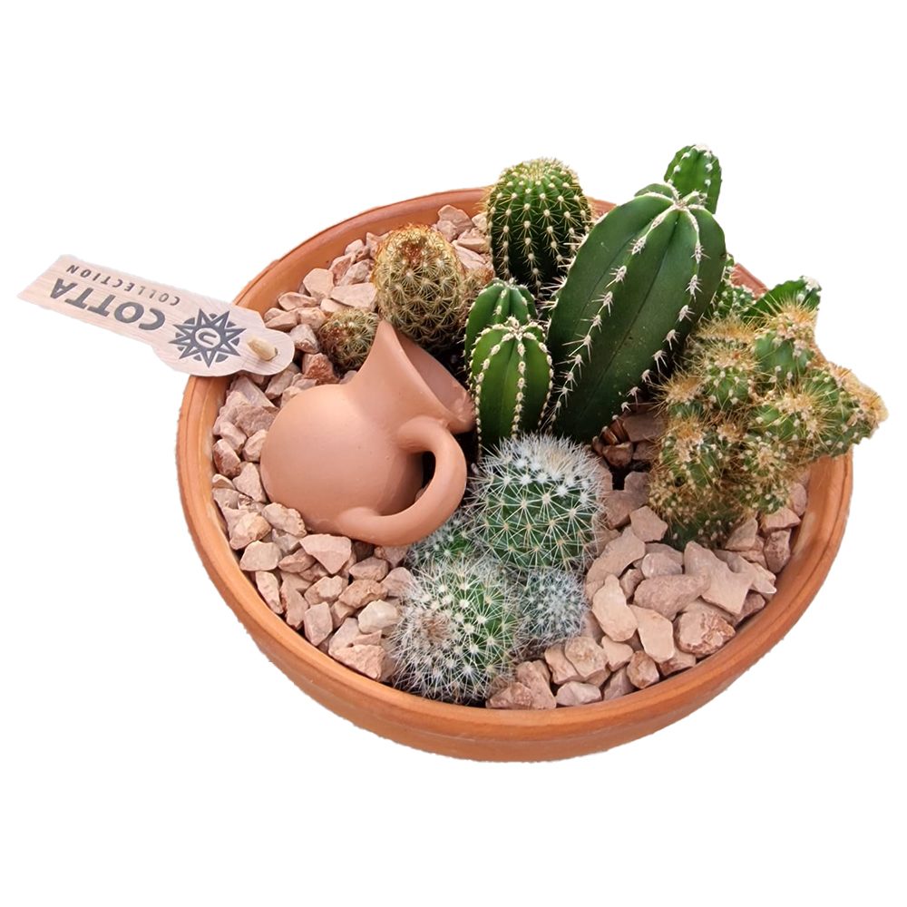 Aranjament Cactusi Terracotta, decor exotic de interior, cadou corporate sau cadou pentru cei dragi